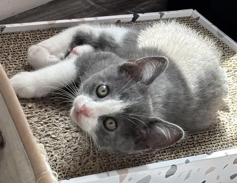 A baby small-sized male Gray & White Domestic Short Hair cat named Zion for adoption in Columbus, IN