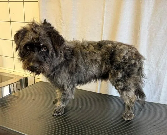 An adult medium-sized male Terrier dog named Pete for adoption in Downey, CA