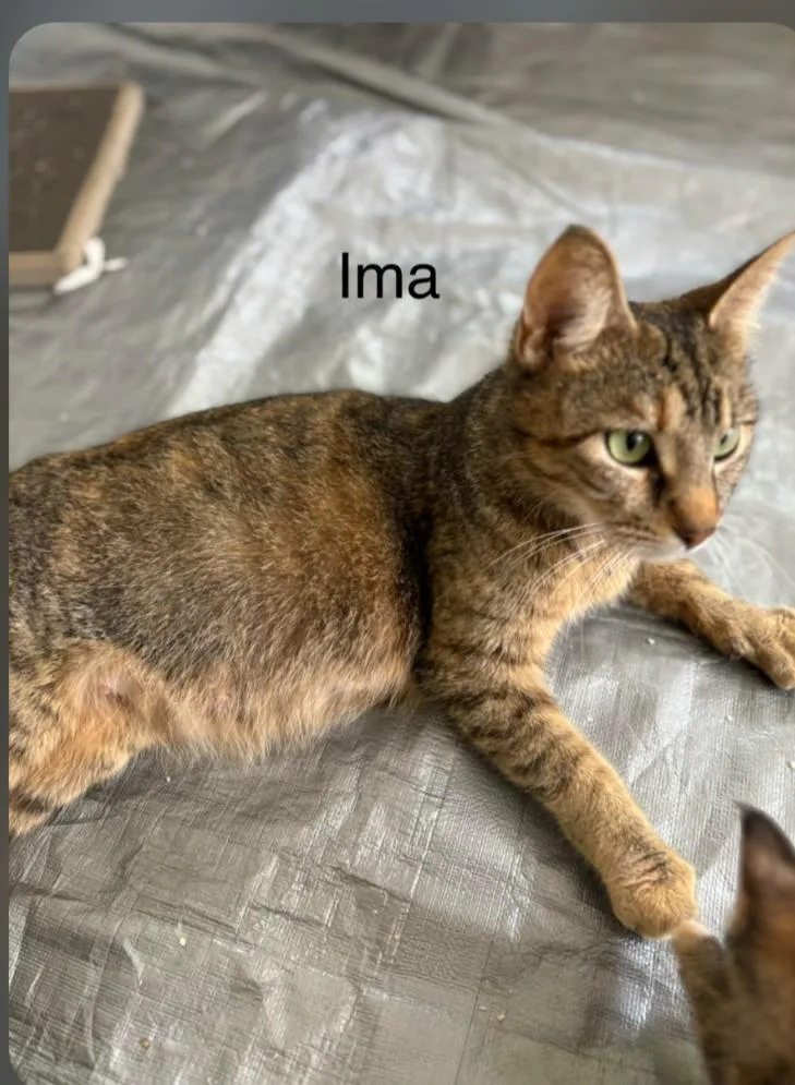 A young medium-sized female Domestic Short Hair cat named Ima for adoption in San Pedro, CA