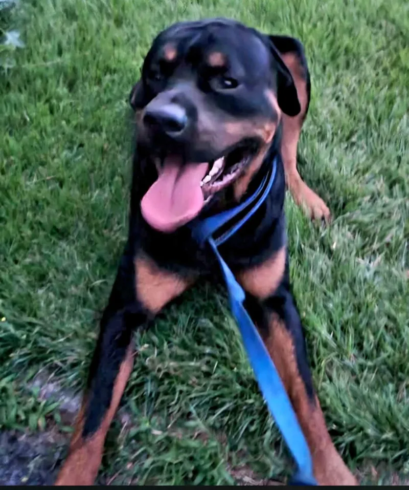 An adult extra large-sized male Black Rottweiler dog named Hoss for adoption in Dillsburg, PA