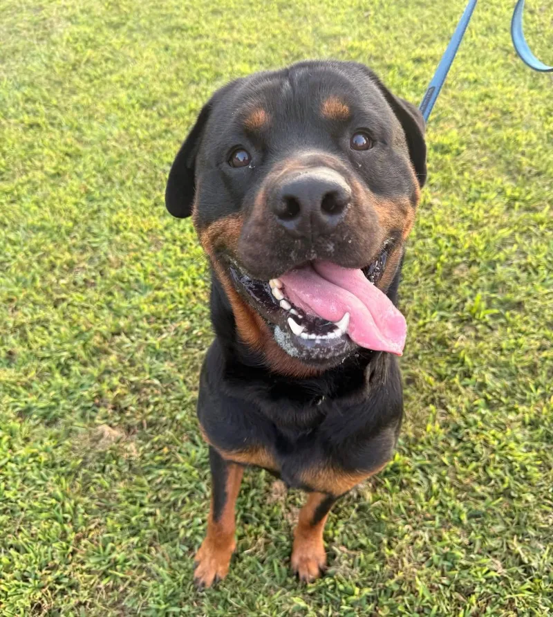 Hoss thumbnail 4