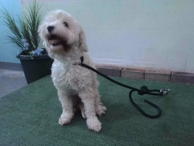 An adult medium-sized female Maltese dog named Lily for adoption in Baldwin Park, CA