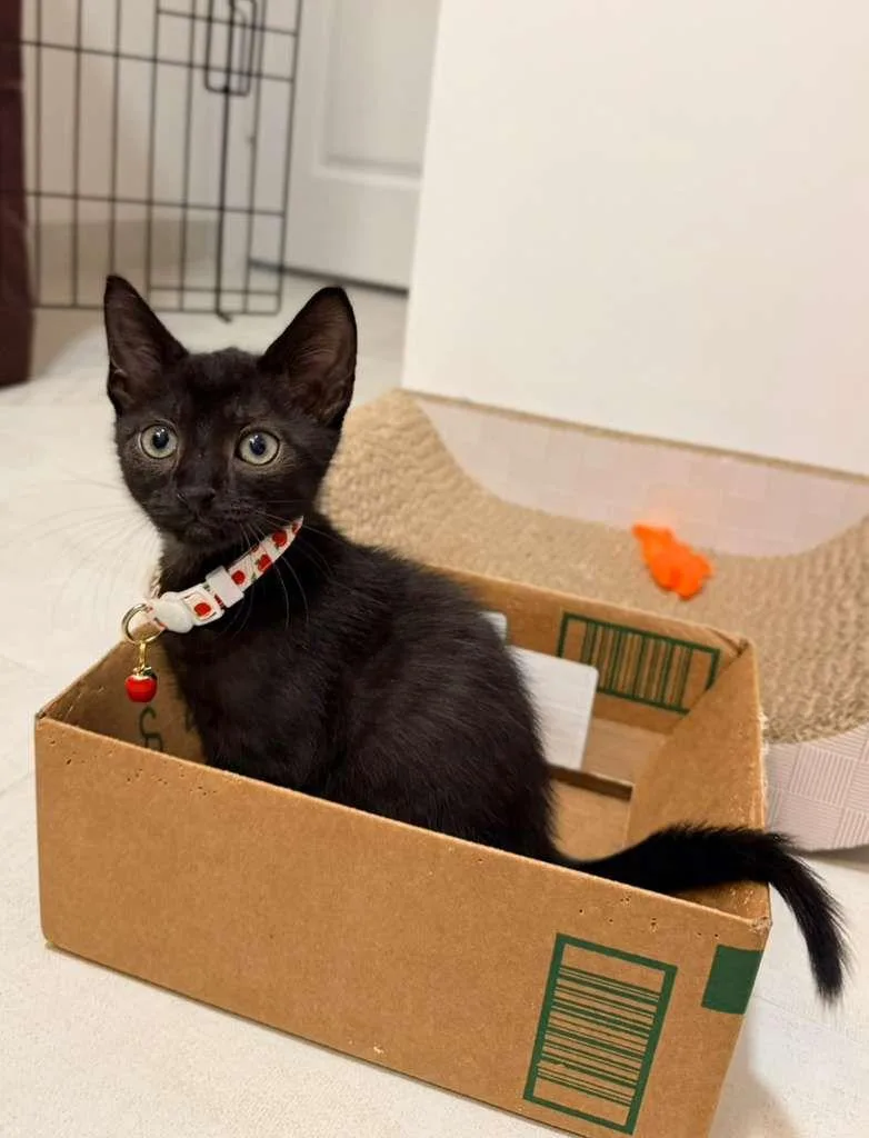 A young medium-sized male Black Domestic Short Hair cat named Elote for adoption in miami, FL