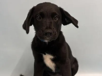 A baby small-sized male Labrador Retriever dog named Apple Crisp for adoption in Woodbury, MN