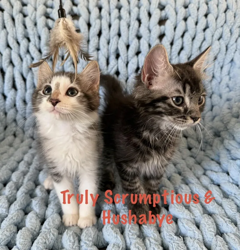 Hushabye and Truly Scrumptious thumbnail 5