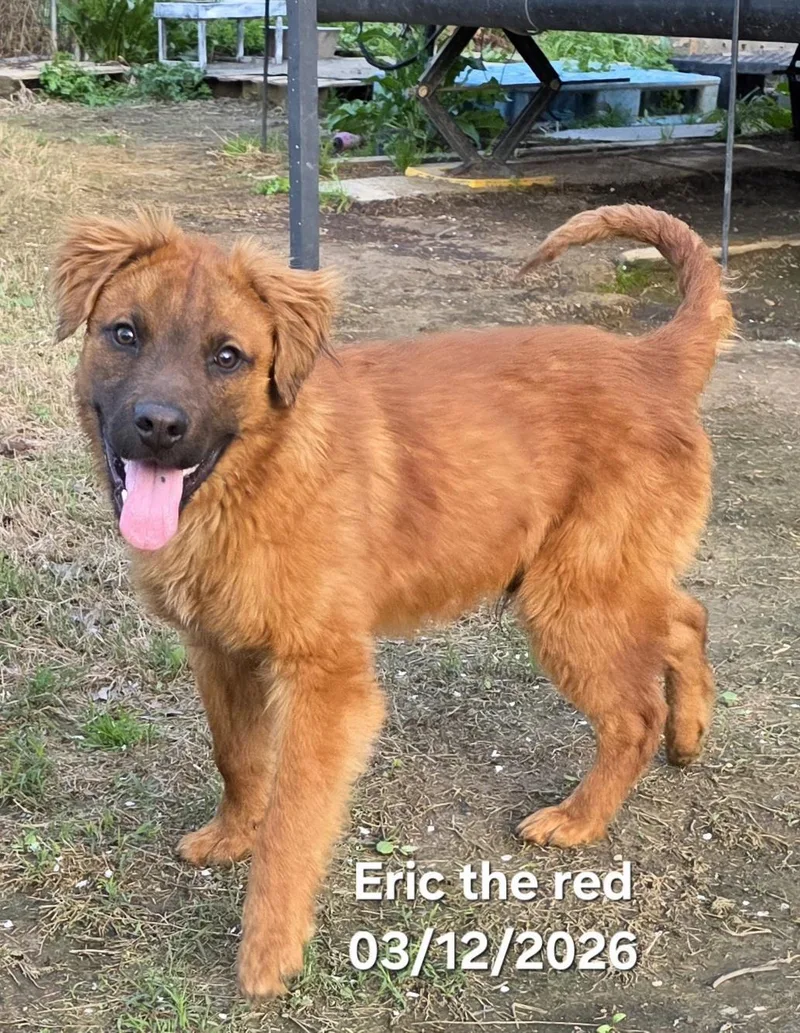 A baby medium-sized male Red / Chestnut / Orange Nova Scotia Duck Tolling Retriever dog named Eric The Red for adoption in Warren, RI