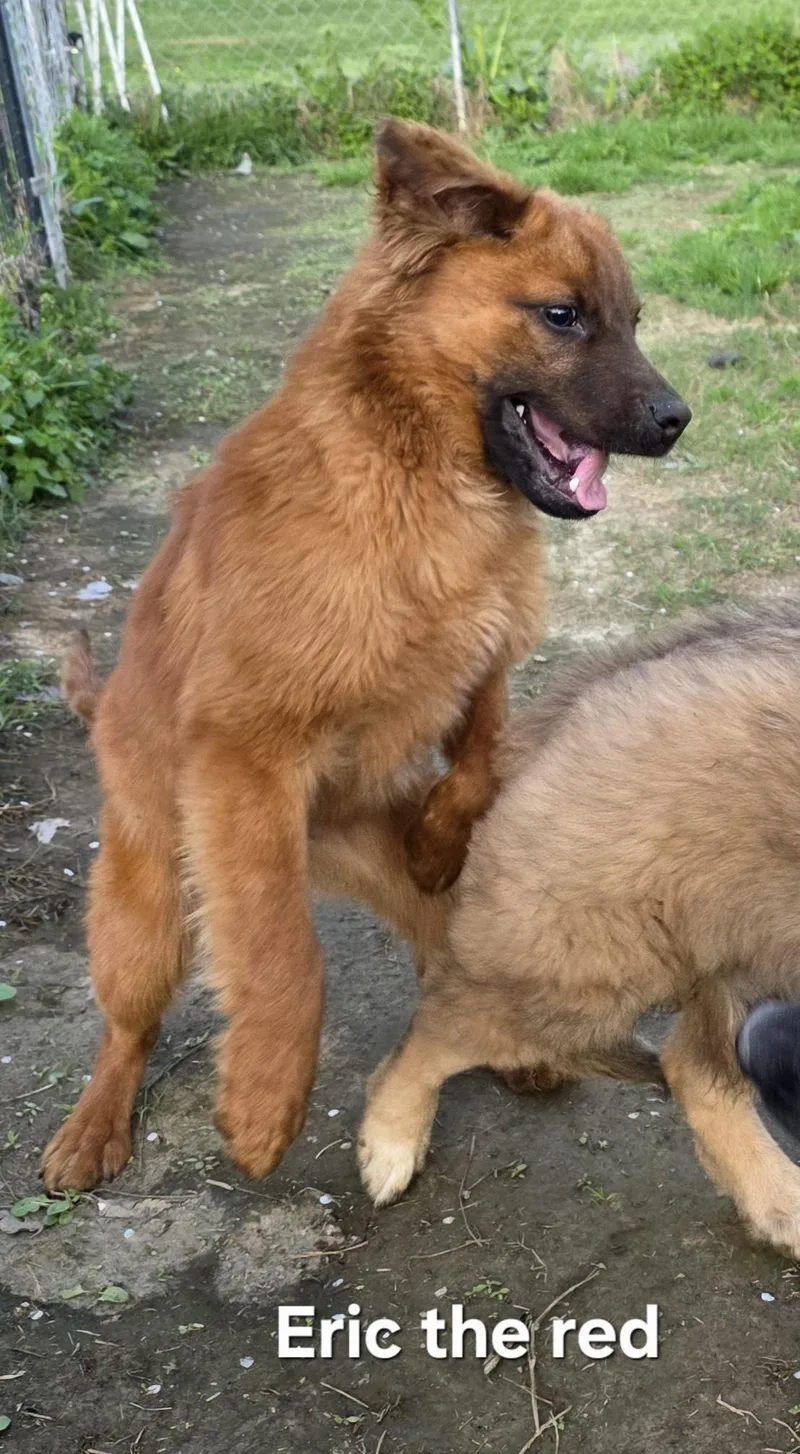 Eric The Red thumbnail 2