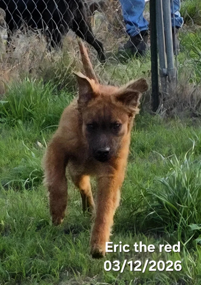 Eric The Red thumbnail 3