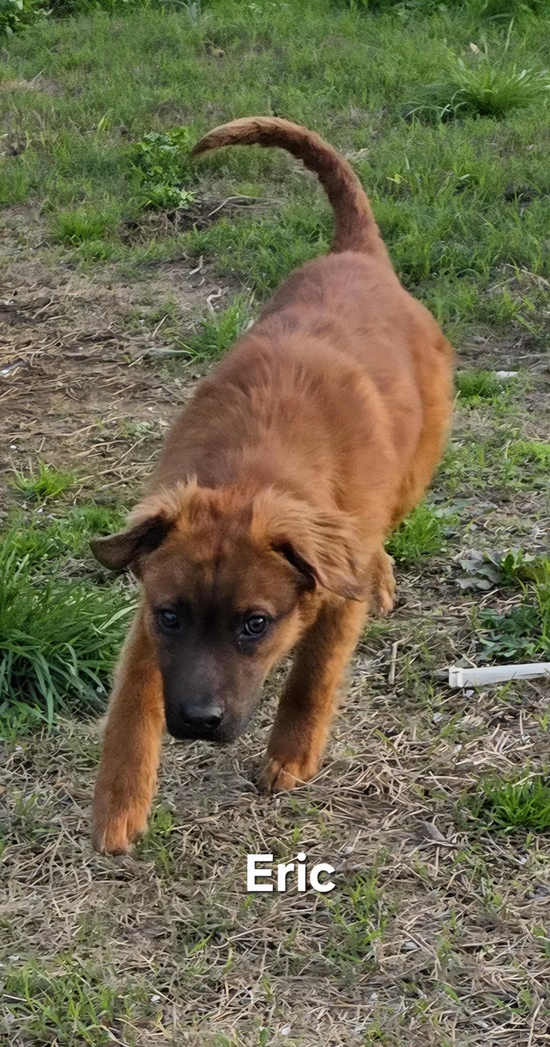 Eric The Red thumbnail 4