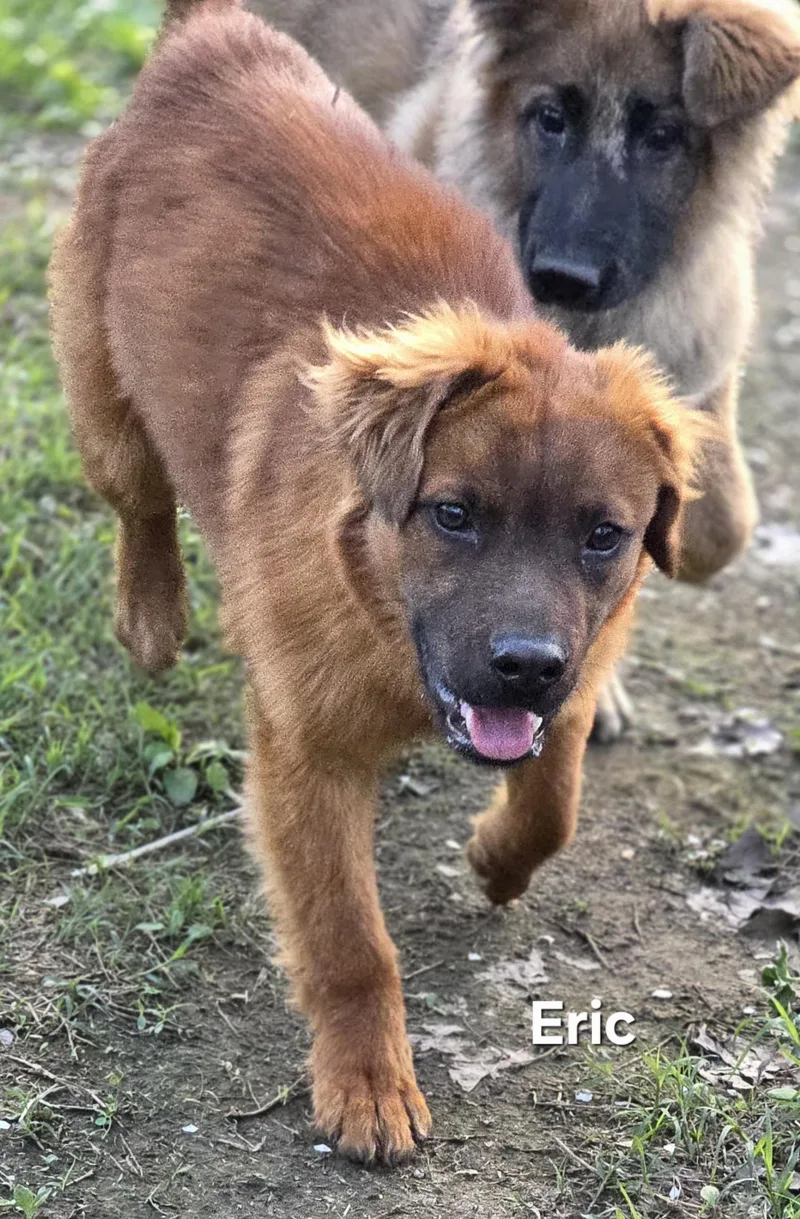 Eric The Red thumbnail 5