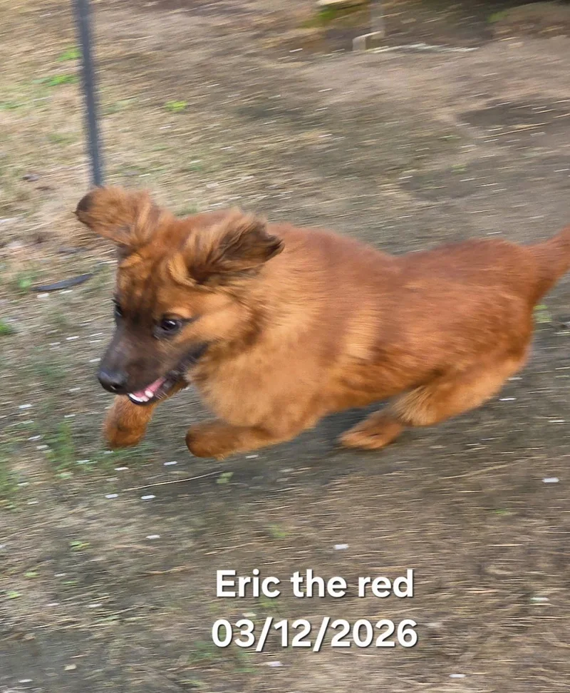 Eric The Red thumbnail 6