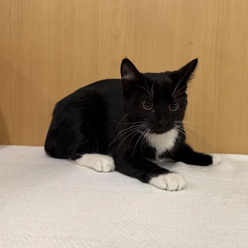 A baby small-sized female Black Domestic Short Hair cat named Veronica for adoption in Saint Louis, MO