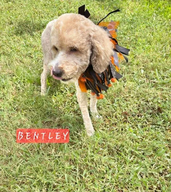 An adult small-sized male Cockapoo dog named Bentley for adoption in Maitland, FL