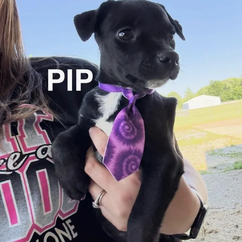 Pip