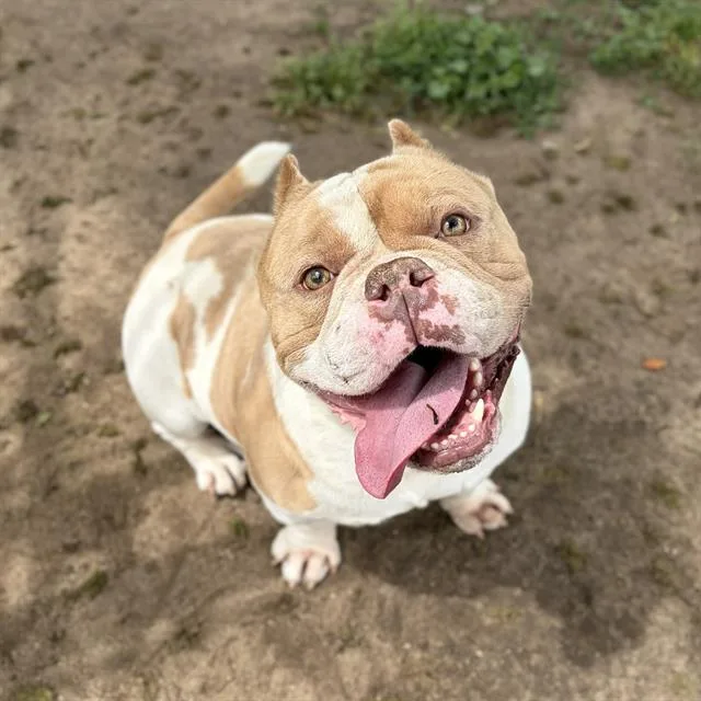 An adult medium-sized male Pit Bull Terrier dog named Gus for adoption in Modesto, CA
