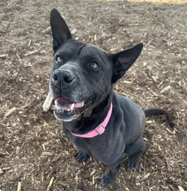 An adult medium-sized female Shar-Pei dog named Lotus for adoption in Denver, CO