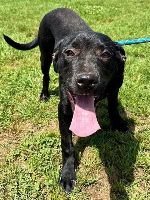 A baby small-sized male Labrador Retriever dog named Marcus for adoption in York, SC