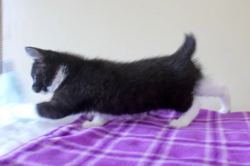A baby medium-sized female Black & White / Tuxedo Domestic Medium Hair cat named Hurricane for adoption in Brazil, IN