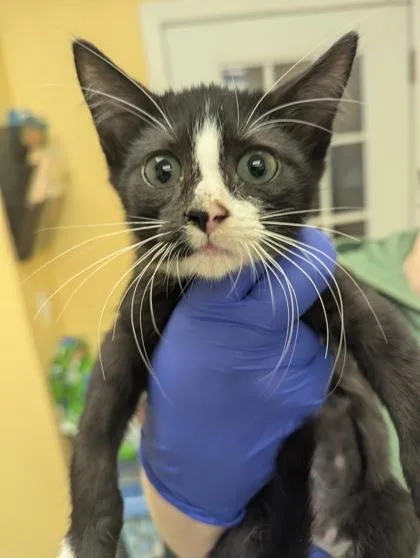 A baby medium-sized female Domestic Short Hair cat named Star Fruit  I for adoption in East Brookfield, MA