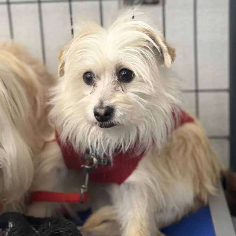 A senior small-sized male White / Cream Mixed Breed dog named Scooby for adoption in Fredericksburg, VA