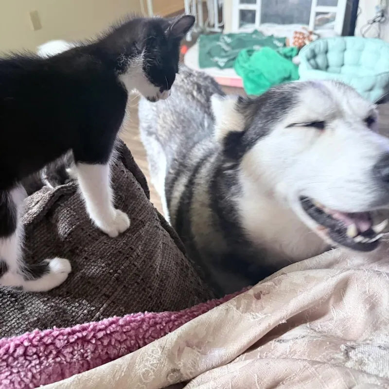 Oreo