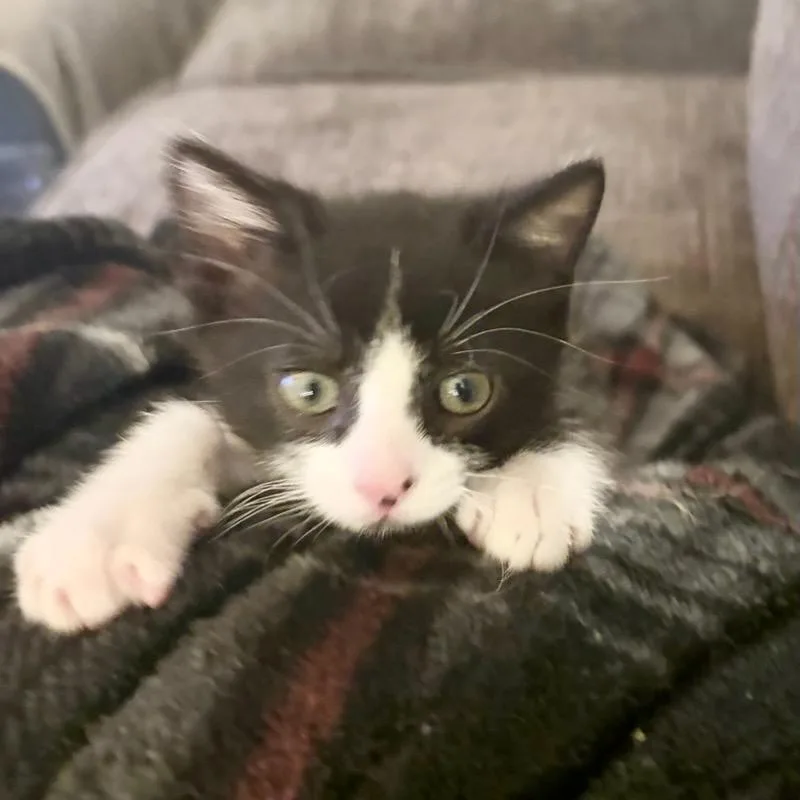 Oreo thumbnail 2