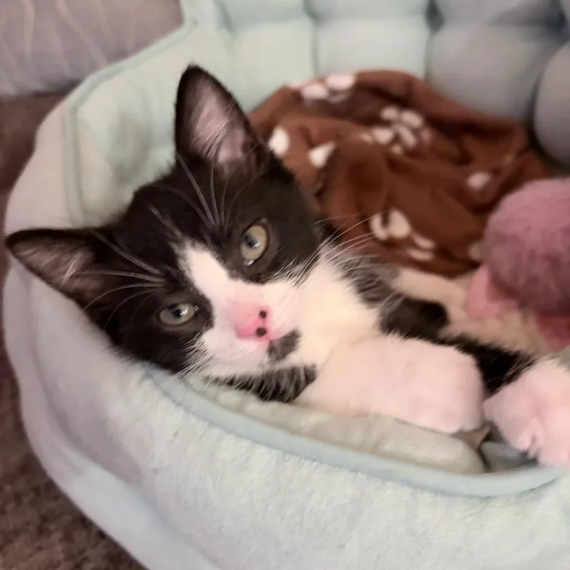 Oreo thumbnail 3