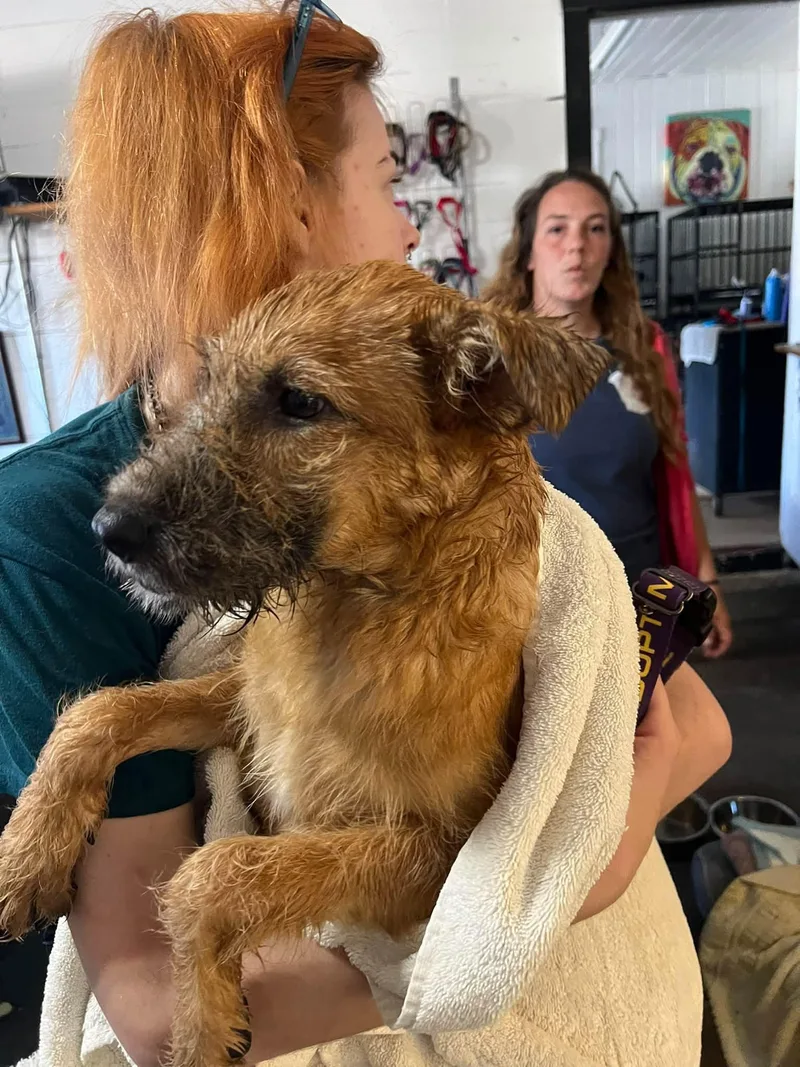 A baby large-sized female Red / Chestnut / Orange Mixed Breed dog named Dory for adoption in Temple, TX