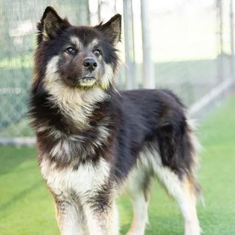A young large-sized male German Shepherd Dog dog named Toby for adoption in Camarillo, CA
