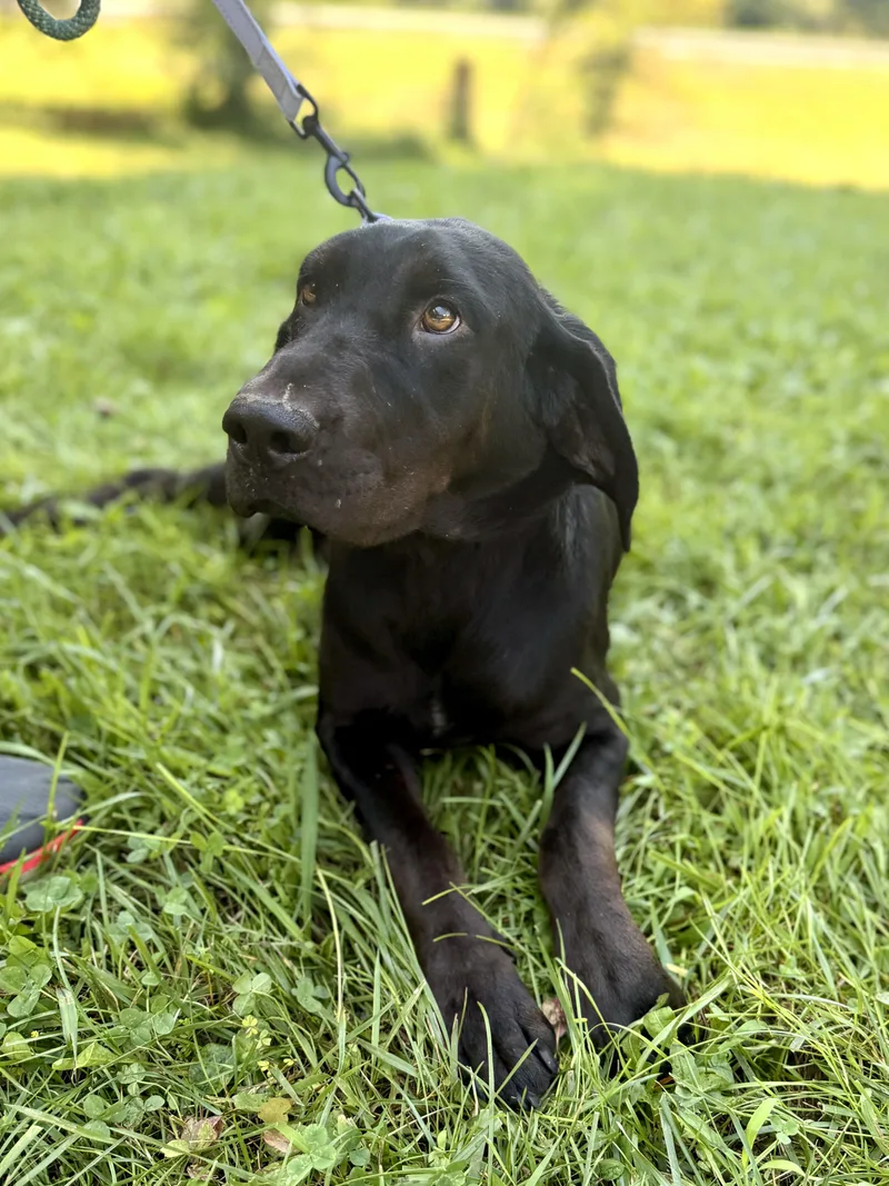 An adult medium-sized female Bloodhound dog named Shania Transport for adoption in Gradyville, KY