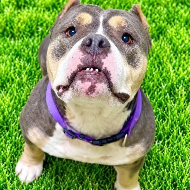 An adult medium-sized female Tricolor (Brown, Black, & White) American Bully dog named Liberty for adoption in Battle Creek, MI