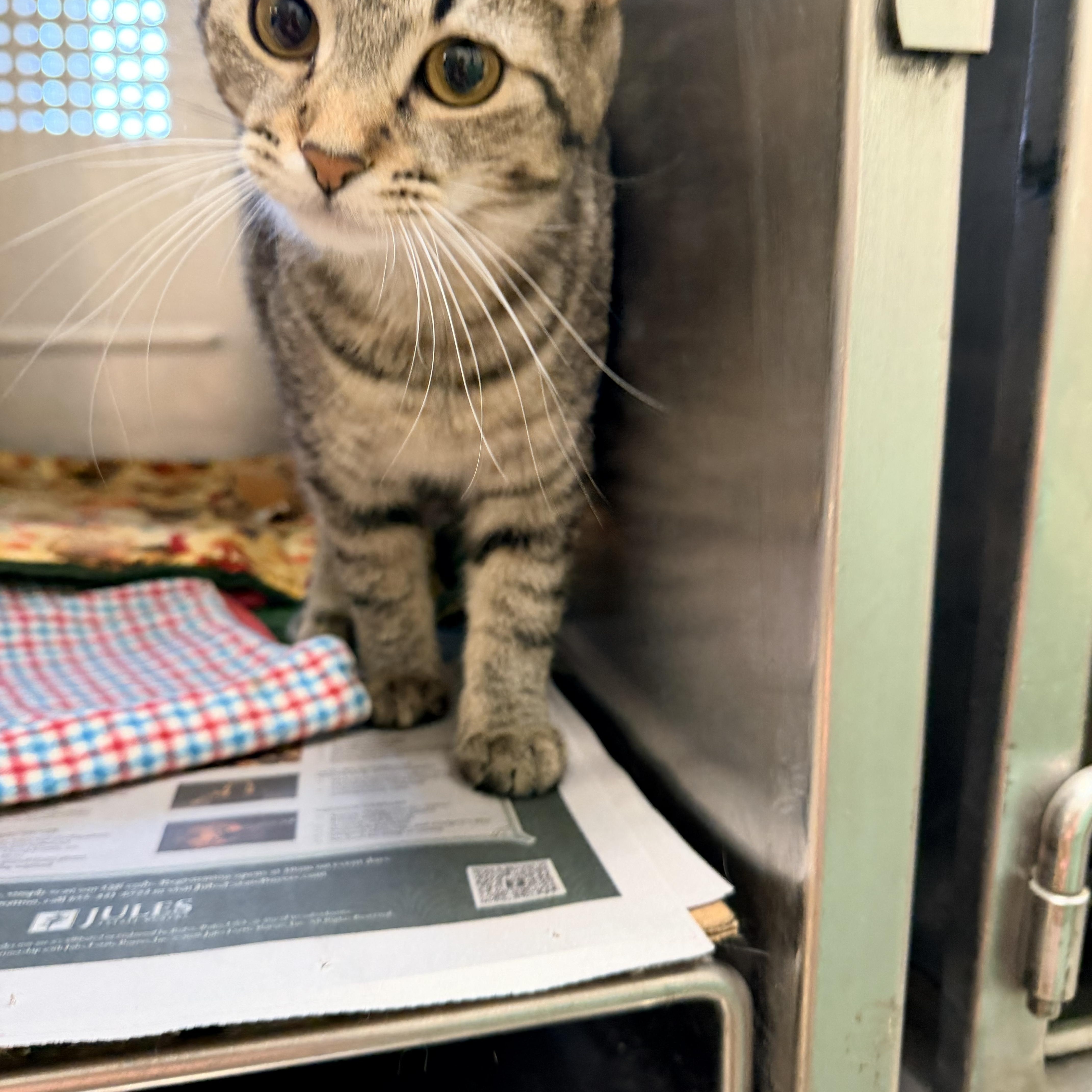 A young medium-sized female Tabby (Tiger Striped) Domestic Short Hair cat named Sasha for adoption in Logan, OH
