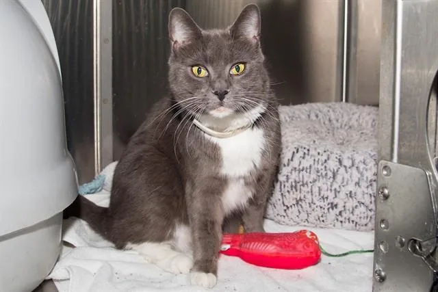 An adult medium-sized female Domestic Short Hair cat named Smoki for adoption in Santa Monica, CA
