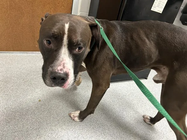 An adult medium-sized male Pit Bull Terrier dog named Doritos for adoption in Ocala, FL