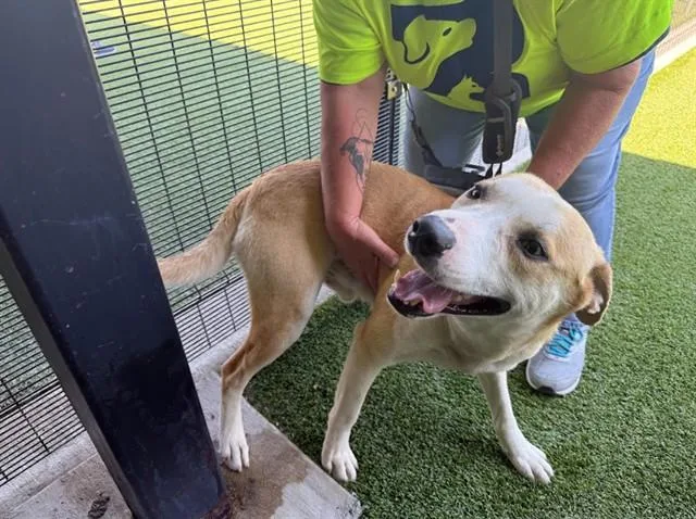 An adult large-sized male Labrador Retriever dog named Captain for adoption in Garland, TX