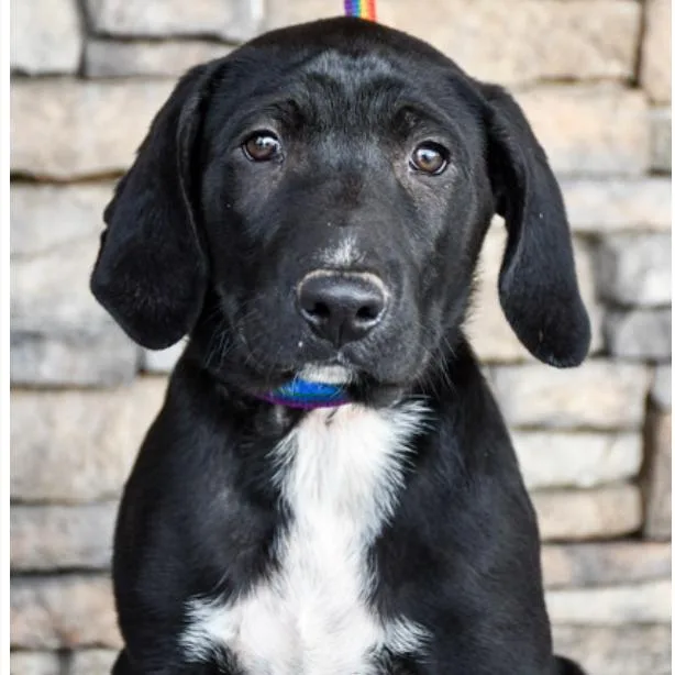 A baby large-sized male Black Labrador Retriever dog named Joey for adoption in Tacoma, WA