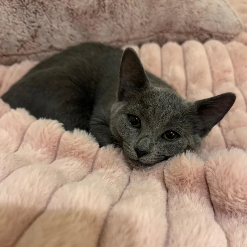 A baby small-sized female Domestic Short Hair cat named Sourdough for adoption in Cumming, GA