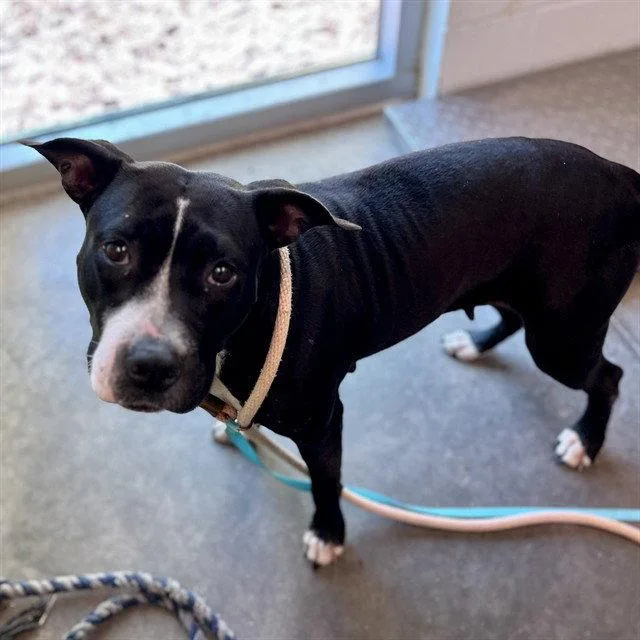 An adult large-sized female Pit Bull Terrier dog named Maya for adoption in Tavares, FL