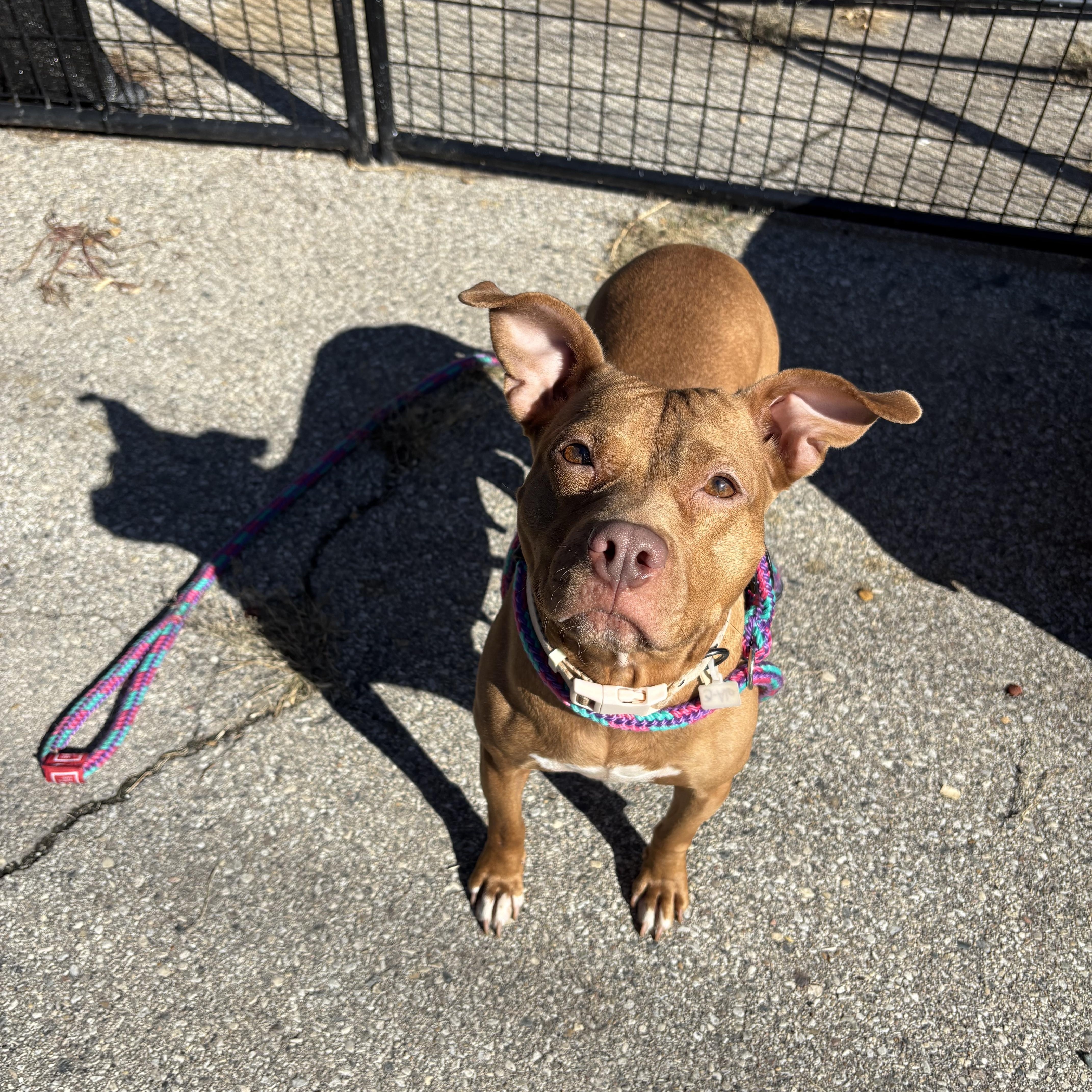 An adult medium-sized female Red / Chestnut / Orange Mixed Breed dog named Aqua for adoption in Oak Park, MI