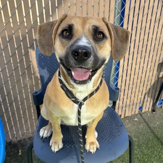 A young large-sized female Pit Bull Terrier dog named Diva for adoption in Mesa, AZ