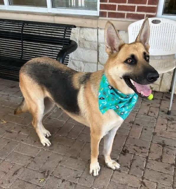 A young large-sized male Tricolor (Brown, Black, & White) German Shepherd Dog dog named Atlas for adoption in Greeneville , TN