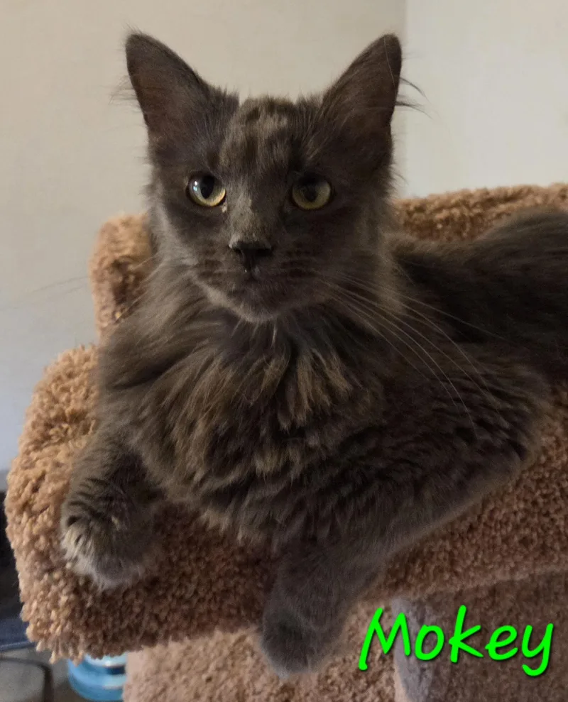 Mokey
