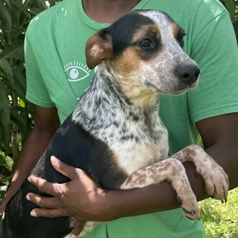 A young medium-sized female Tricolor (Brown, Black, & White) Australian Cattle Dog / Blue Heeler dog named Nola  Local July for adoption in Brookshire, TX