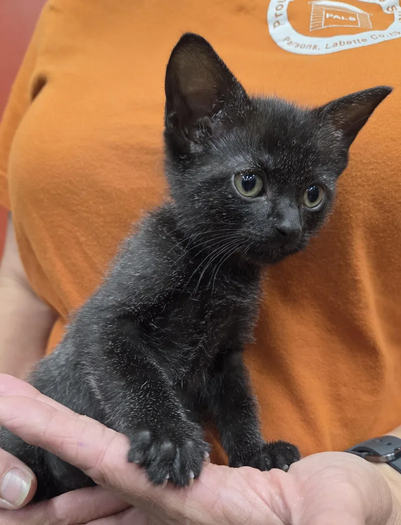 A baby medium-sized female Black Domestic Short Hair cat named Emerald for adoption in Parsons, KS