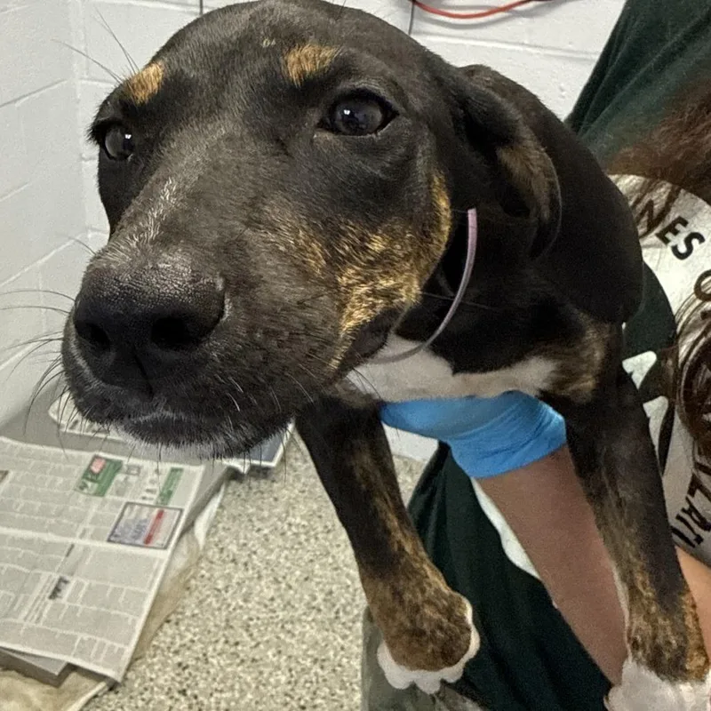 A baby small-sized female Black Catahoula Leopard Dog dog named Lawyer for adoption in Hattiesburg, MS