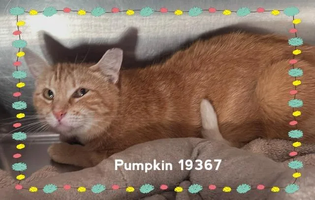 An adult medium-sized female Tabby (Orange / Red) Domestic Short Hair cat named Pumpkin for adoption in Marietta, GA