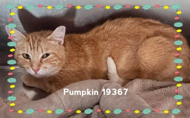 Pumpkin thumbnail 2