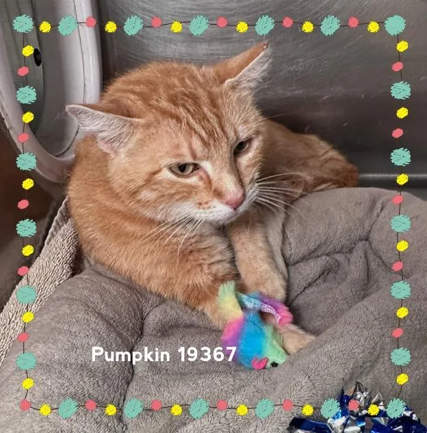 Pumpkin thumbnail 3