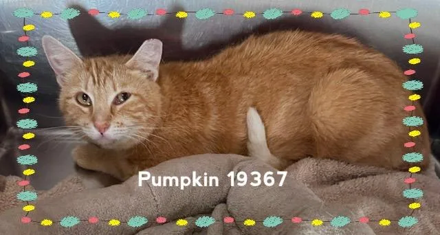 Pumpkin thumbnail 4