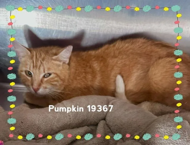 Pumpkin thumbnail 5